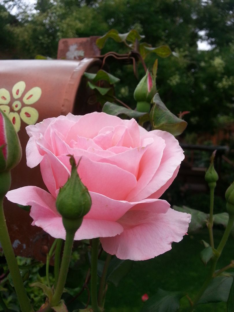  photo 20140821_120237_zpsfyjexsr4.jpg